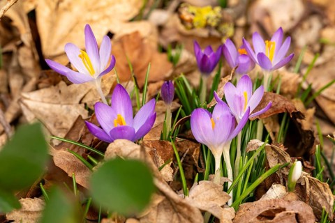 Close-up of the purple flowers of a group of spring crocuses (Crocus vernus) among dry foliage in