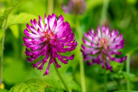 Close-up of the pink inflorescence of meadow clover or red clover (Trifolium pratense), spring,