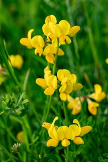 Bird's-foot Trefoil (Lotus corniculatus) with yellow flowers in front of blurred green foliage,