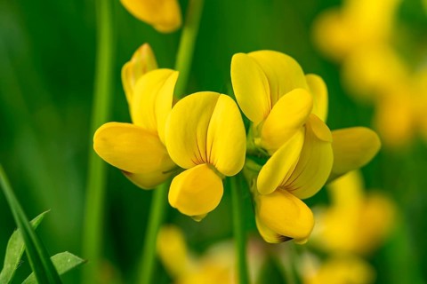 Close-up of the yellow flowers of Bird's-foot Trefoil (Lotus corniculatus) in front of blurred