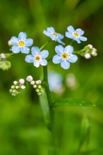 Close-up of the blue flowers of a forget-me-not (Myosotis), moistened with water droplets, in front