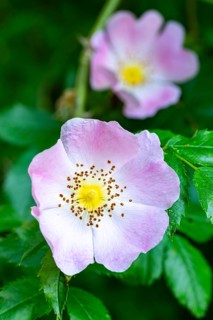 Close-up of the pink flower of a dog rose (Rosa canina) in front of green foliage, Germany