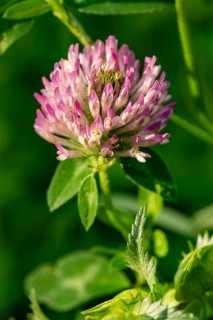 Close-up of the pink inflorescence of meadow clover or red clover (Trifolium pratense), spring,