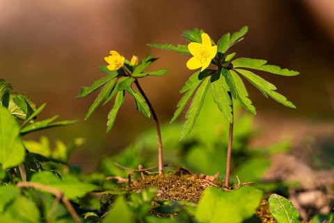 Close-up of two Yellow Anemone (Anemone ranunculoides) in the sunlight on the ground of a forest in