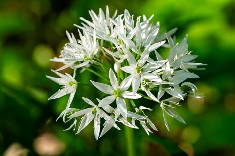 Close-up of white blooming wild garlic in front of green, blurred leaves in the forest, spring,