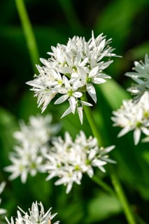 Close-up of white blooming wild garlic in front of green, blurred leaves in the forest, spring,