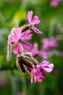 Close-up of red campions (Silene dioica) with pink flowers in front of blurred green foliage in a