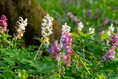 Hollow larkspur (Corydalis cava) with white and purple flowers in a forest in spring, Lower Saxony,