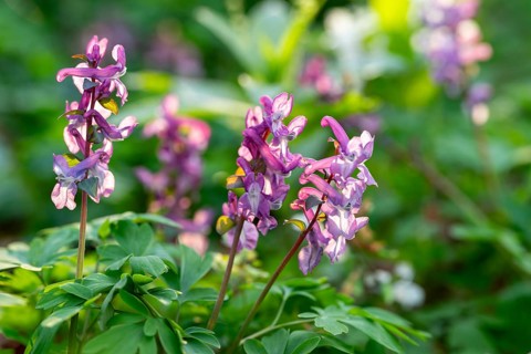 Close-up of Hollow larkspur (Corydalis cava) with purple flowers in atmospheric light in a forest