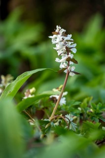 Hollow larkspur (Corydalis cava) with white flowers in atmospheric light in a forest in spring,
