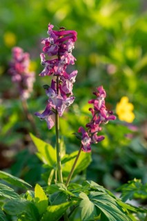 Close-up of Hollow larkspur (Corydalis cava) with purple flowers in atmospheric light in a forest