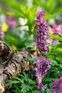 Close-up of Hollow larkspur (Corydalis cava) purple flowers in a forest in spring, Lower Saxony,