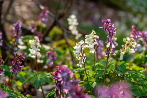 Close-up of Hollow larkspur (Corydalis cava) with white and purple flowers in atmospheric light in