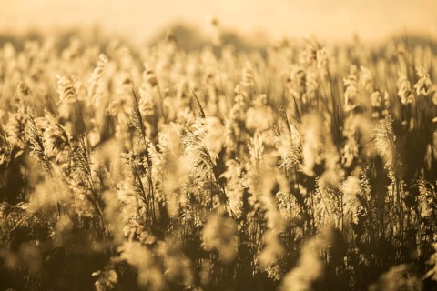Reed field Reed reeds in the warm light of sunset with golden atmosphere, Lembruch, Lower Saxony,