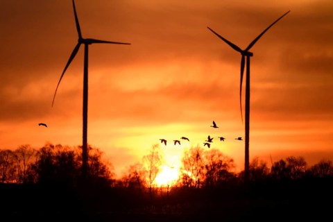 Wind turbines and flying birds geese in front of an orange sunset, silhouettes of wind turbines in