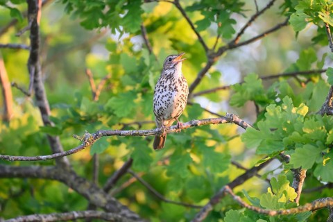 Singing bird Song Thrush (Turdus philomelos) on a branch, surrounded by fresh green leaves, Dümmer