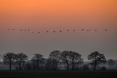 A line of cranes (Grus grus) flies over trees at dusk, Dümmer nature park Park, Lower Saxony,