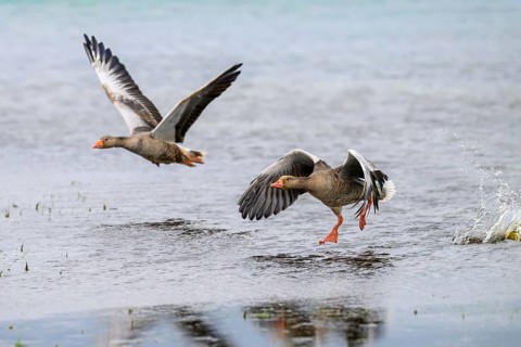 Two grey geese (Anser anser) start their flight just above the water surface, Dümmer nature park