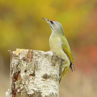 Grey-headed woodpecker (Picus canus), male sitting on a tree stump at the edge of the forest,