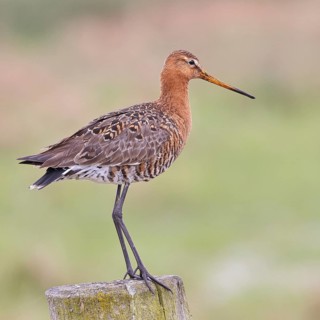 Black-tailed godwit (limosa limosa), on a perch, on a fence post, snipe birds, wildlife, nature