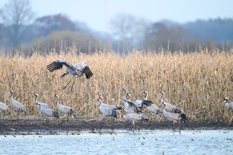 Cranes at the water (grus grus), one flies over the rest in the background withered mouse, Dümmer
