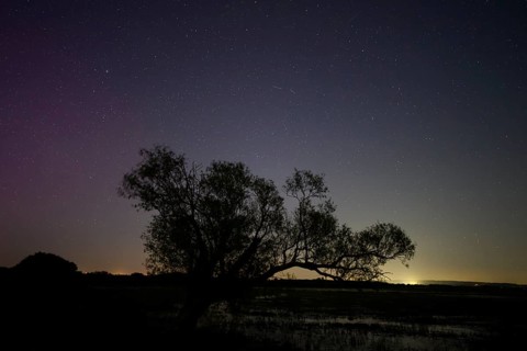 Northern lights aurora borealis over an old pasture on the Hunte dyke, Dümmerniederung nature park