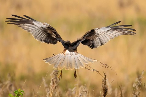 Marsh harrier (Circus aeruginosus) in the air with spread wings hovering over a field with reeds,