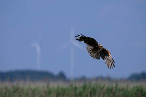 Marsh harrier (Circus aeruginosus) adult female in the air with outstretched wings against a light