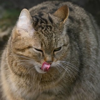 Forest cat Wildcat (Felis silvestris), portrait, captive, North Rhine-Westphalia, Germany