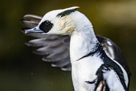 Close-up of a pygmy merganser (Mergellus albellus) in the water with water droplets on its black
