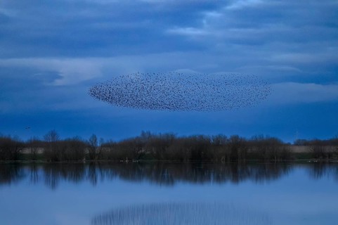 A dense flock of starlings (Sturnus vulgaris) flies over a lake with a reflection of the blue sky,