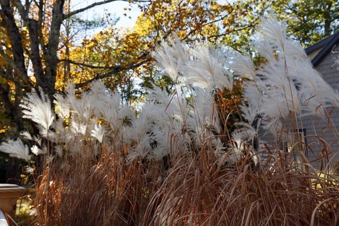 Chinese reed (Miscanthus sinensis), inflorescence in autumn, ornamental grass in partial shade,