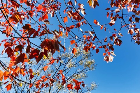 Red autumn leaves, maple leaves (Acer), sunny autumn weather, blue sky, view upwards, Indian