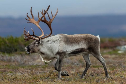 A reindeer bull (Rangifer tarandus) walks across the autumn tundra during the rut, rut, autumn,