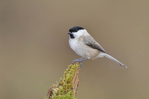 Willow Tit (Parus montanus), Willow Tit (Parus montanus) sitting on a branch overgrown with moss,