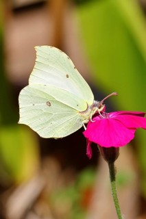 Lemon butterfly (Gonepteryx rhamny) on crown campion (Lychnis coronaria), in a nature garden,