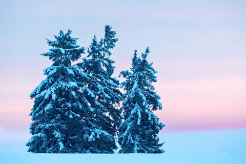 Winter spruces (Picea), pine family (Pinaceae), snow, winter, dawn, Leibertingen, Danube valley,