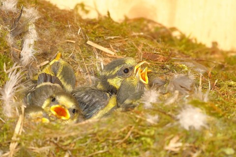 Blue tit (Cyanistes caeruleus) young in the nest, Wilnsdorf, North Rhine-Westphalia, Germany