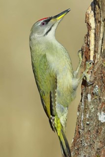 Grey-headed woodpecker (Picus canus), male sitting on a tree stump overgrown with moss and lichen,