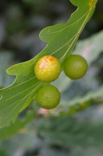 Oak gall wasp (Cynips quercusfolii), oak sponge gall on the underside of a leaf of a pedunculate