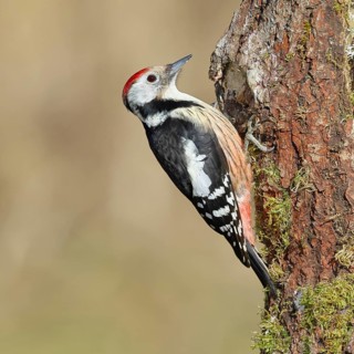 Middle spotted woodpecker (Dendrocopos medius) foraging on a tree stump overgrown with moss and