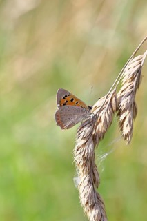 Small copper (Lycaena phlaeas) in a meadow, Gambach nature reserve, Burbach, North