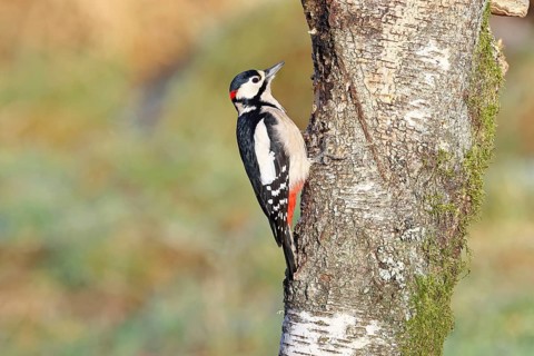 Great spotted woodpecker (Dendrocopus major), male, foraging on the trunk of a common birch (Betula