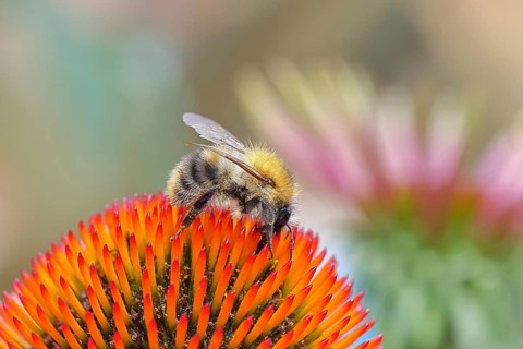 Field bumblebee (Bombus pascuorum), collecting nectar on a purple coneflower (Echinacea purpurea),