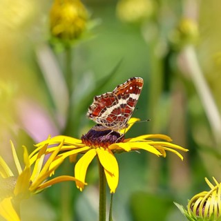 Land carder (Araschnia levana), summer generation, closed wings, underside of wings, on a flower of