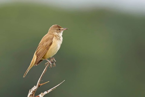 Great Reed Warbler (Acrocephalus arundinaceus), sitting on a twig, singing station, natural