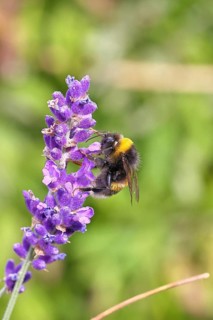 Ground bumblebee (Bombus terrestris), on a lavender flower (Lavandula angustifolia), macro