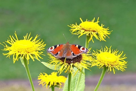 Peacock butterfly (Aglais io), on a yellow flower of a Great Telekie (Telekia speciosa), Wilnsdorf,