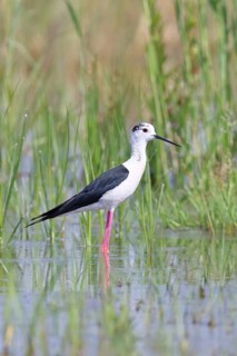 Stilt (Himantopus himantopus), adult bird standing in the reeds of the shore vegetation, wildlife,