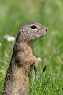 European ground squirrel (Spermophilus citellus) standing upright in a meadow, Burgenland Austria